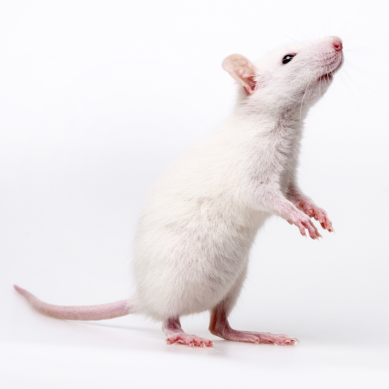 Mice